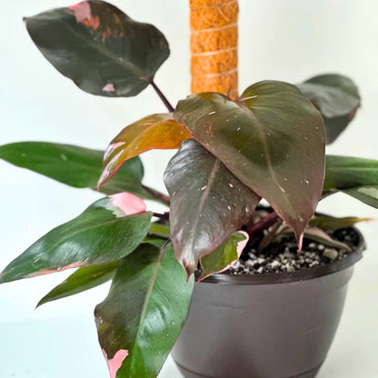 philodendron erubescens burgundy Pink Princess (Philodendron Erubescens) with Moss Stick