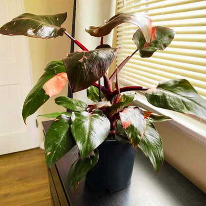 philodendron erubescens pink princess Pink Princess (Philodendron Erubescens) with Moss Stick