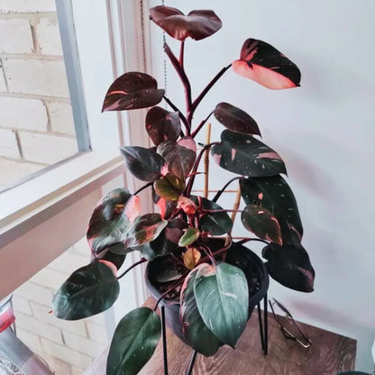 Blushing Philodendro Plant