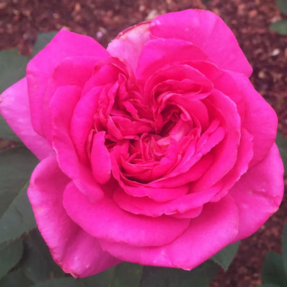 Buy Pink Rose - Plant Online at Lalitenterprise