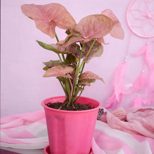 Buy Pink Syngonium (Arrowhead) - Plant Online at Lalitenterprise