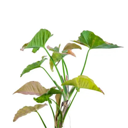 Buy Pink Syngonium (Arrowhead) - Plant Online at Lalitenterprise
