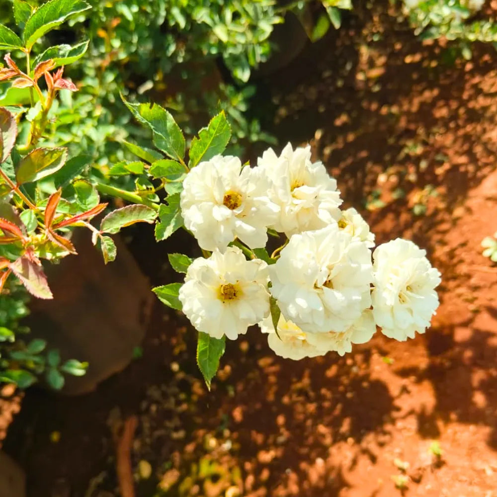 Buy Creeping, Climbing Rose "White" - Plant Online at Lalitenterprise