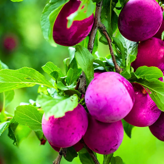 Buy Plum (Prunus Domestica) Aloo Bukhara - Plant Online at Lalitenterprise