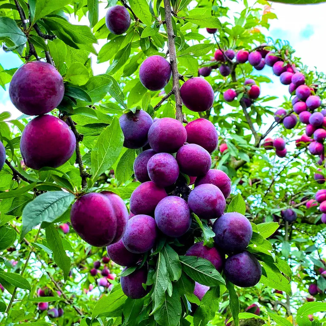 Buy Prunus Domestica - Plant Online at Lalitenterprise