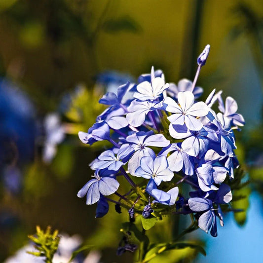 Buy Plumbago Auriculata (Cape Leadwort) – Plant Online at Lalitenterprise