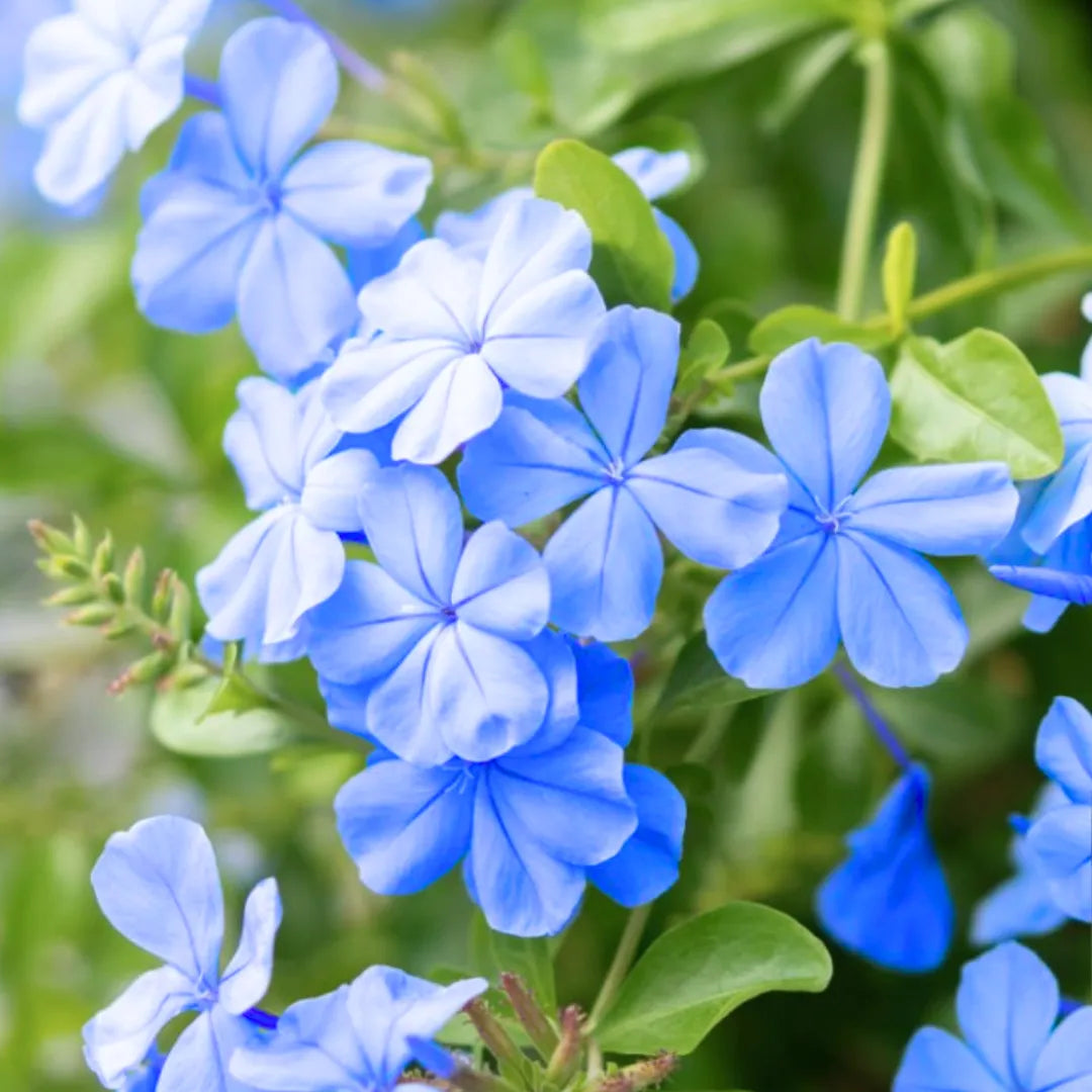 Buy Cape Leadwort – Plant Online at Lalitenterprise