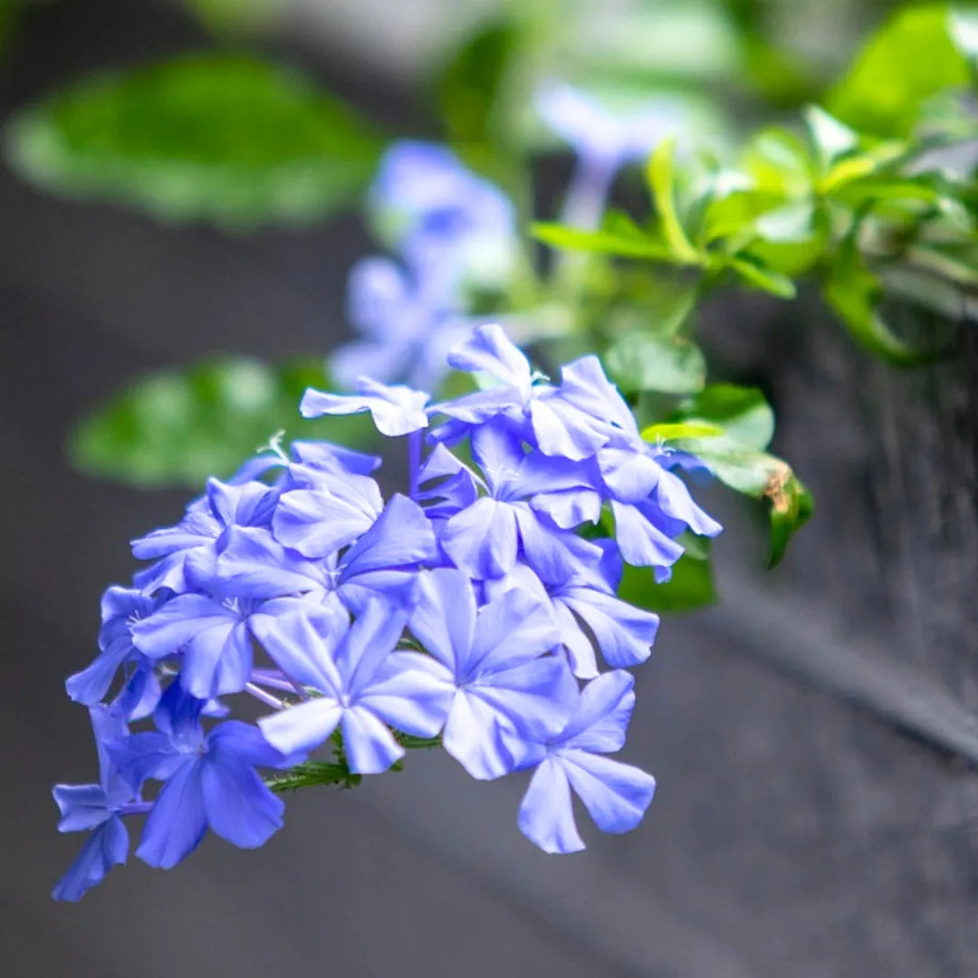 Buy Plumbago Auriculata – Plant Online at Lalitenterprise
