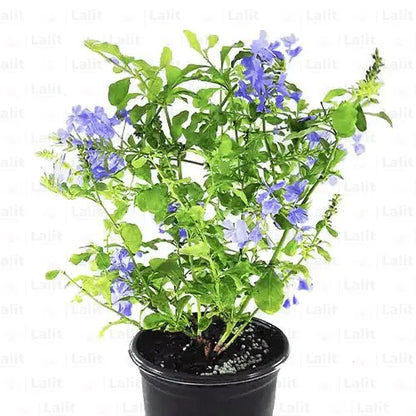 Buy Plumbago Auriculata | Cape Leadwort – Plant Online at Lalitenterprise