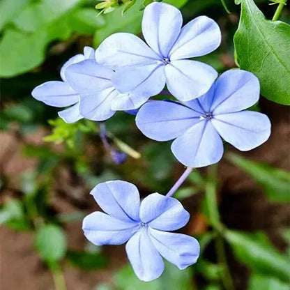 Buy Cape Leadwort – Plant Online at Lalitenterprise