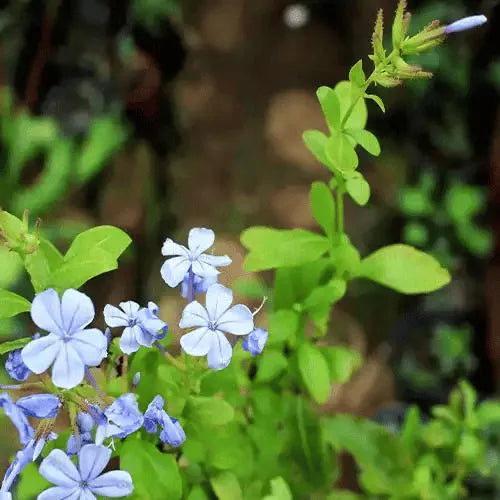 Buy Plumbago Auriculata | Cape Leadwort – Plant Online at Lalitenterprise