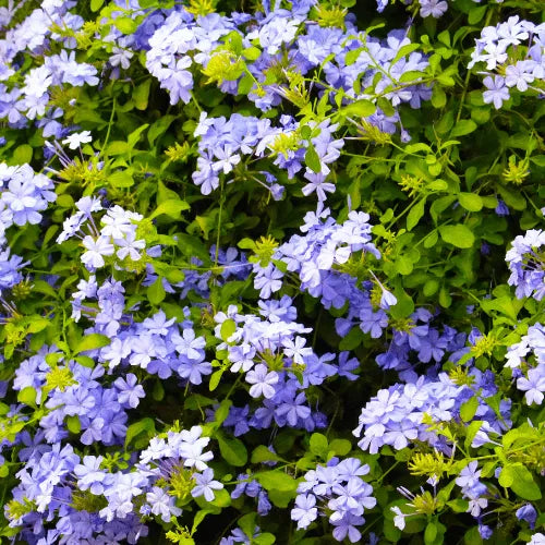 Buy Plumbago Auriculata plant Online at Lalitenterprise