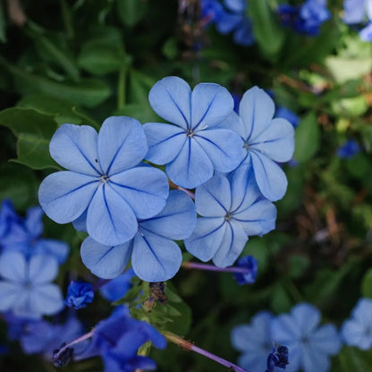 Buy Plumbago Auriculata (Cape Leadwort) – Plant Online at Lalitenterprise