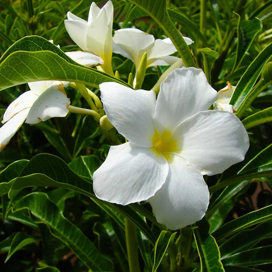 Buy Plumeria Pudica (Nag Champa) "Bridal Bouquet" - Plant Online at Lalitenterprise