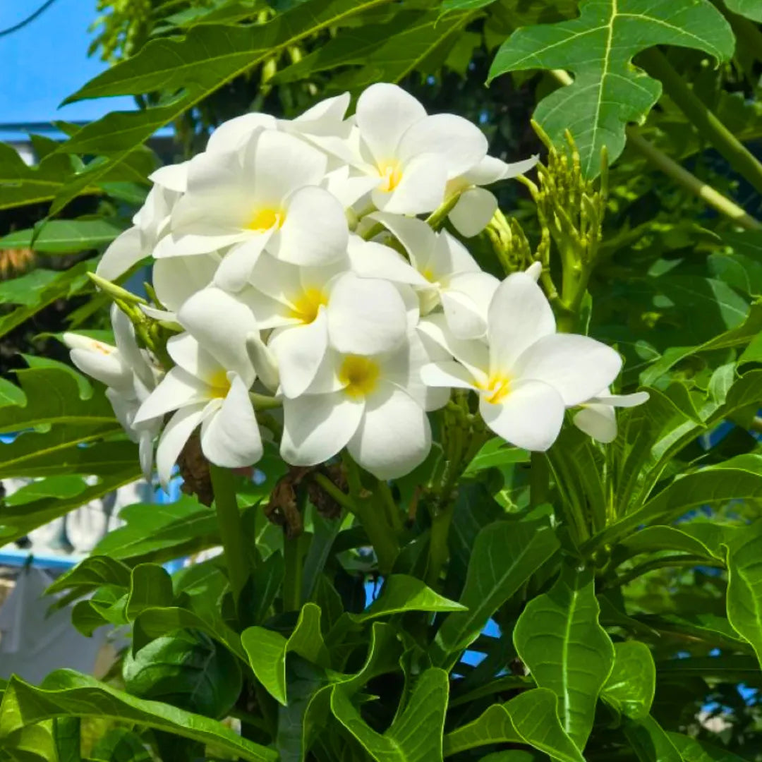 Buy Bridal Bouquet - Plant Online at Lalitenterprise