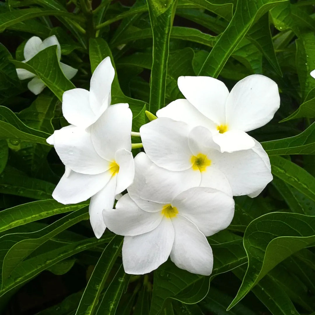 Buy Plumeria Pudica - Plant Online at Lalitenterprise