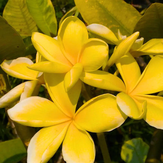Buy Plumeria "Siam Golden" (Plumeria Rubra) - Plant Online at Laliteterprise
