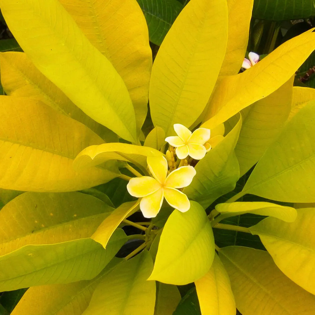 Buy Plumeria "Siam Golden" - Plant Online at Laliteterprise