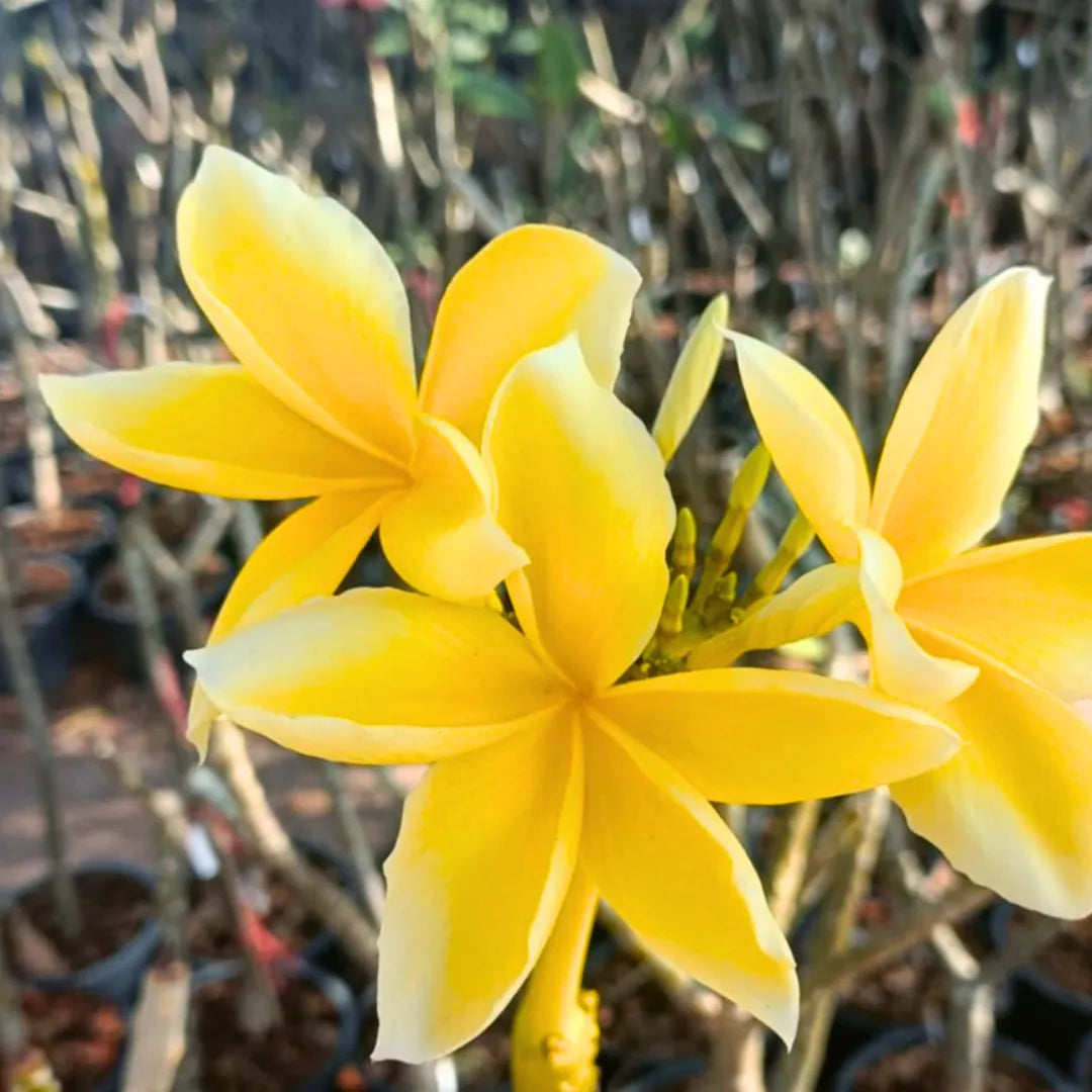 Buy Plumeria Rubra - Plant Online at Laliteterprise