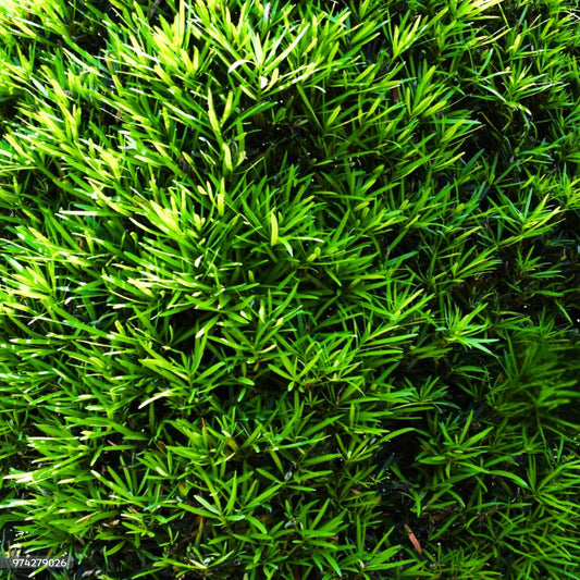 Buy Podocarpus Macrophyllus (Buddhist Pine) "Mini Leaves" - Plant Online at Lalitenterprise