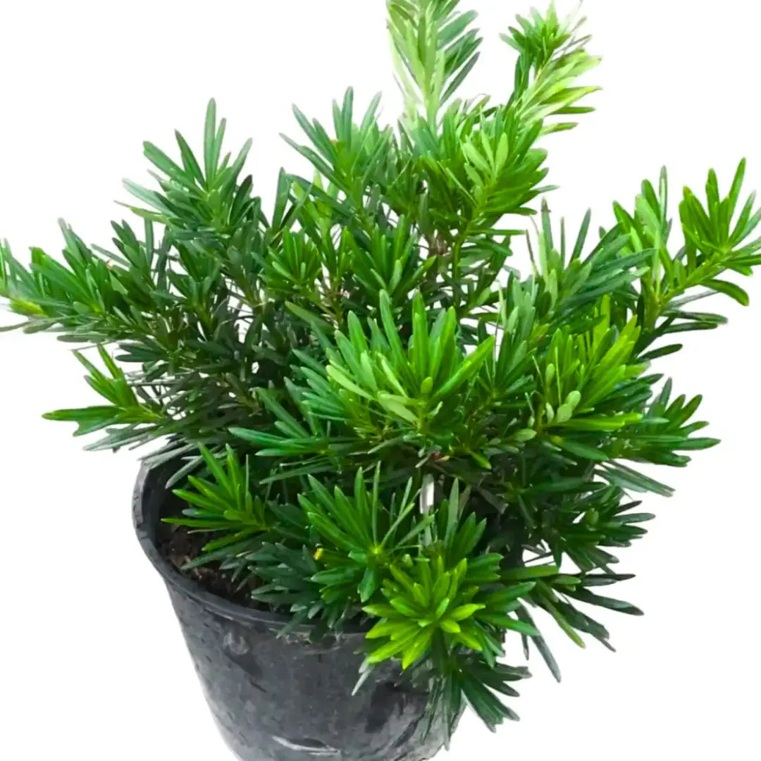 Buy Buddhist Pine "Mini Leaves" - Plant Online at Lalitenterprise