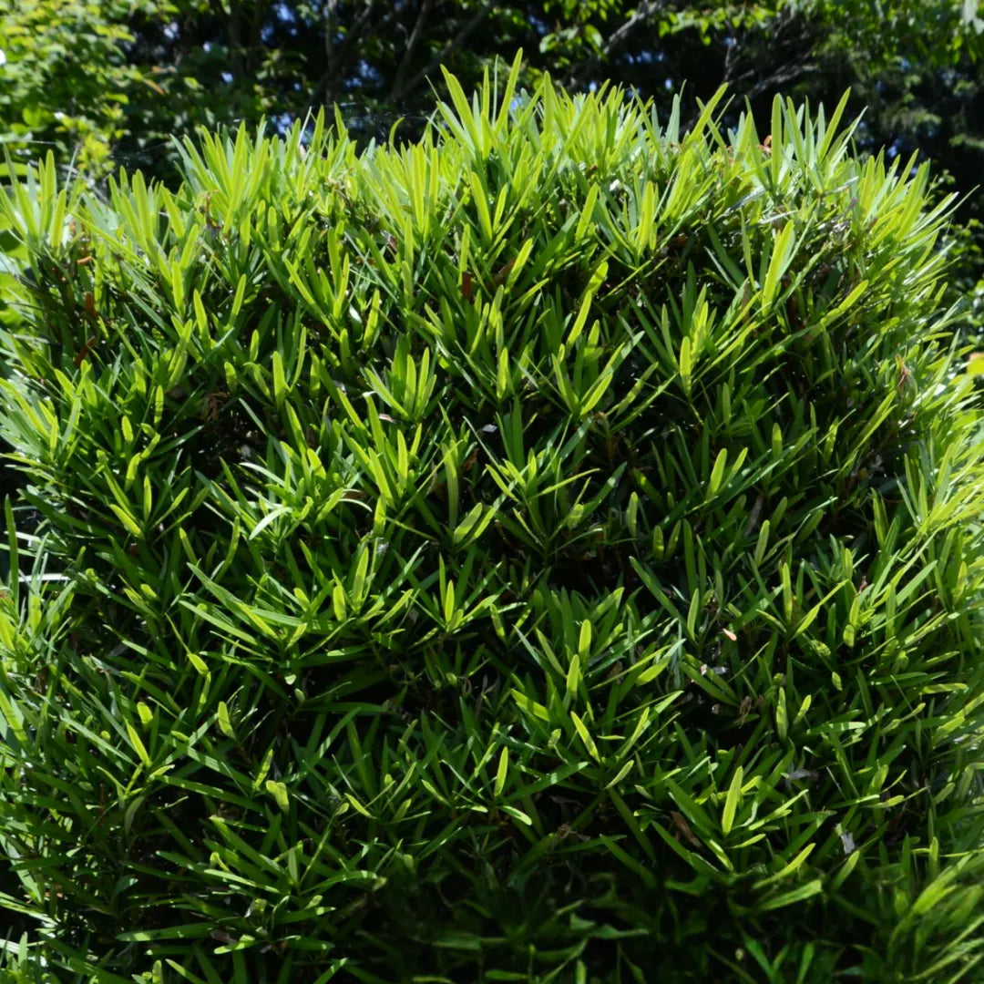 Buy Podocarpus Macrophyllus - Plant Online at Lalitenterprise