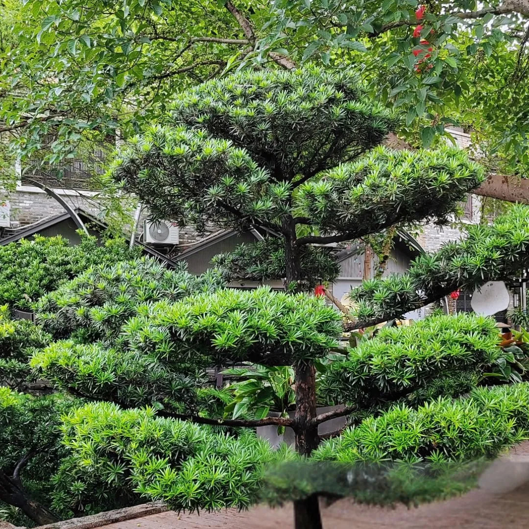 Buy Podocarpus Macrophyllus (Buddhist Pine) "Mini Leaves" - Plant Online at Lalitenterprise