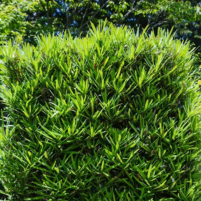 Buy Podocarpus macrophyllus (Yew Plum Pine) online at Lalitenterprise