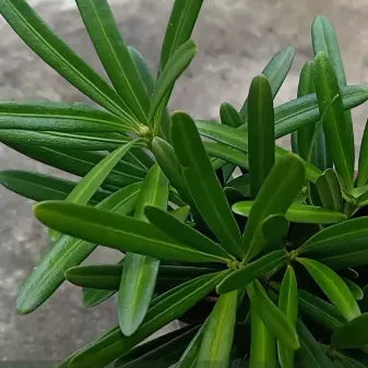 Buy Podocarpus macrophyllus (Yew Plum Pine) online at Lalitenterprise