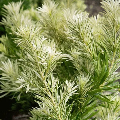 Buy Podocarpus Macrophyllus 'Variegatus'| Variegated Buddhist Pine - Plant Online at Lalitenterprise