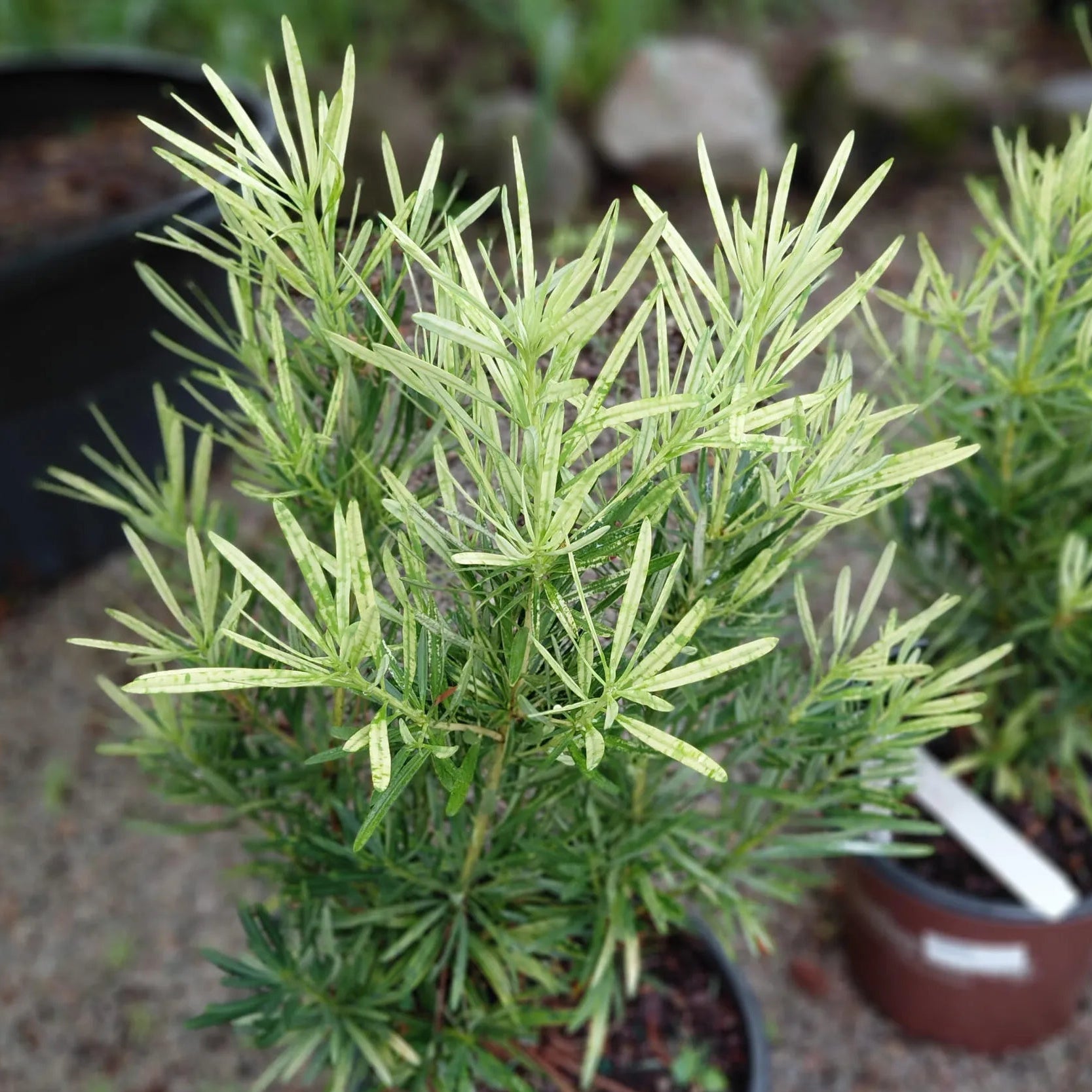 Buy Podocarpus Macrophyllus 'Variegatus'| Variegated Buddhist Pine - Plant Online at Lalitenterprise
