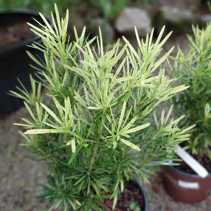 Buy Podocarpus Macrophyllus 'Variegatus'| Variegated Buddhist Pine - Plant Online at Lalitenterprise