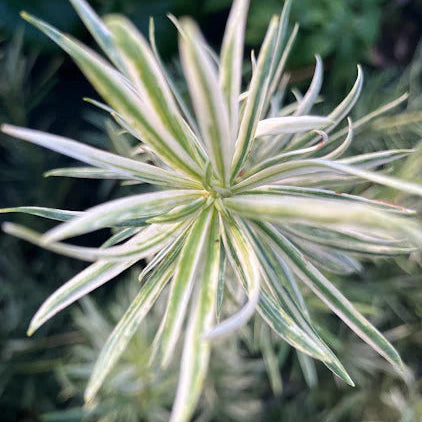 Buy Podocarpus Macrophyllus 'Variegatus'| Variegated Buddhist Pine - Plant Online at Lalitenterprise