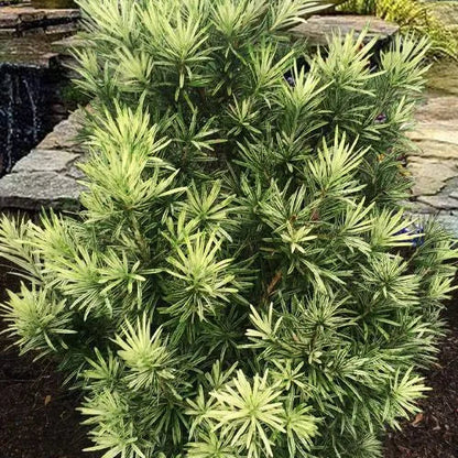 Buy Podocarpus Macrophyllus 'Variegatus'| Variegated Buddhist Pine - Plant Online at Lalitenterprise