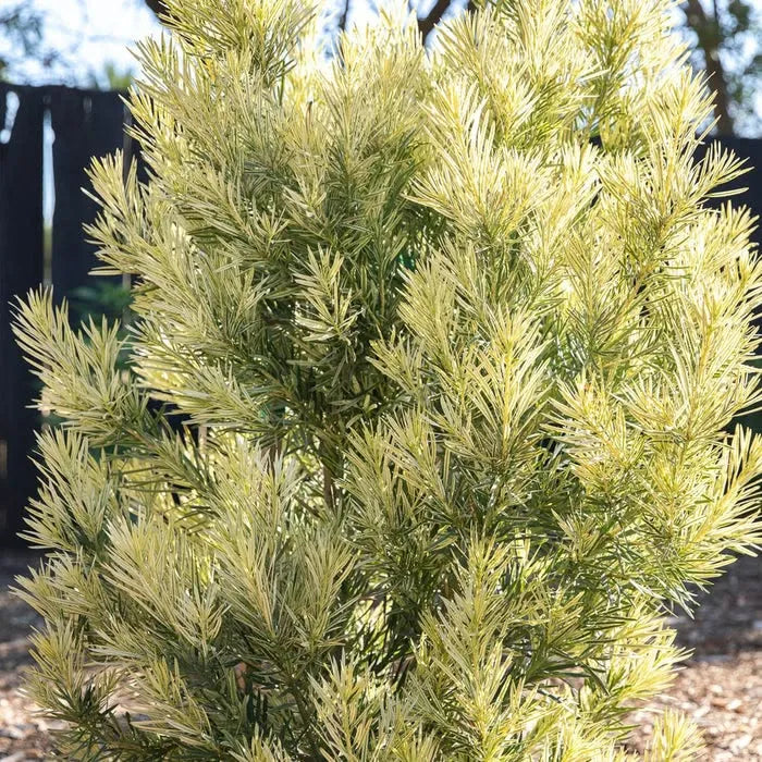 Buy Podocarpus Macrophyllus 'Variegatus'| Variegated Buddhist Pine - Plant Online at Lalitenterprise