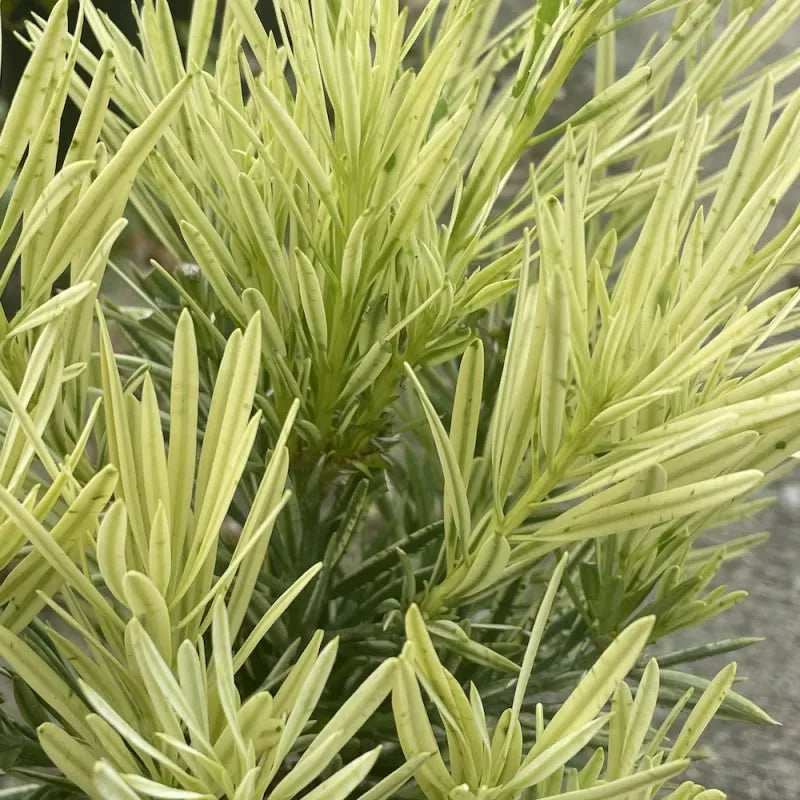Buy Podocarpus Macrophyllus 'Variegatus'| Variegated Buddhist Pine - Plant Online at Lalitenterprise