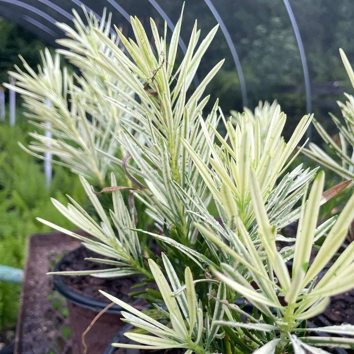 Buy Podocarpus Macrophyllus 'Variegatus'| Variegated Buddhist Pine - Plant Online at Lalitenterprise
