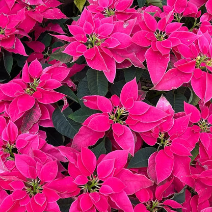 Buy Poinsettia (Euphorbia Pulcherrima) "Pink" -  Plant Online at Lalitenterprise