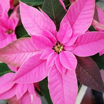 Buy Poinsettia (Euphorbia Pulcherrima) "Pink" -  Plant Online at Lalitenterprise
