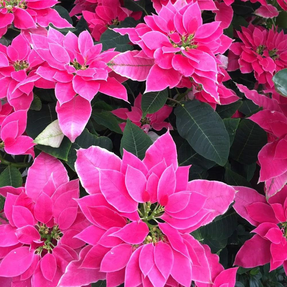 Buy Poinsettia (Euphorbia Pulcherrima) "Pink" -  Plant Online at Lalitenterprise