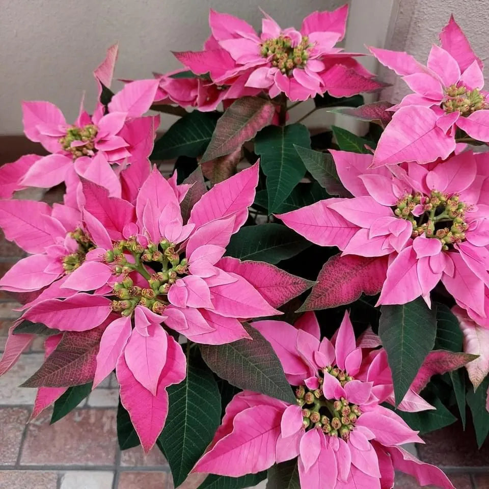 Buy Poinsettia (Euphorbia Pulcherrima) "Pink" -  Plant Online at Lalitenterprise