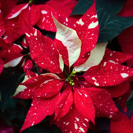 Buy Poinsettia (Euphorbia Pulcherrima) "Variegated" - Plant Online at Lalitenterprise