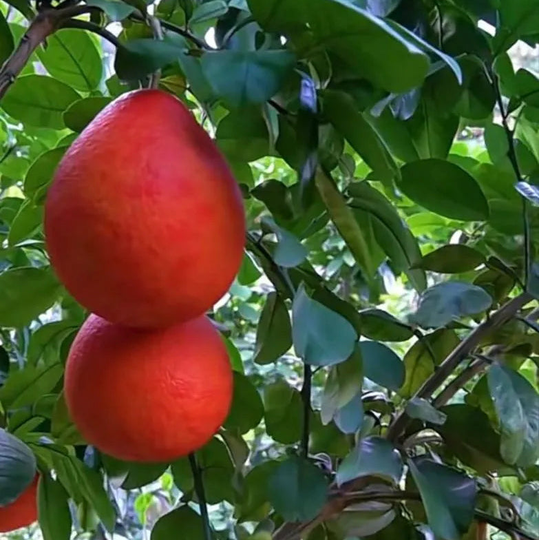 Buy Pomelo Red "Grafted" (Citrus Maxima) - Plant Online at Lalitenterprise