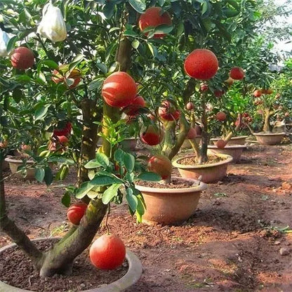 Buy Pomelo Red "Grafted" (Citrus Maxima) - Plant Online at Lalitenterprise