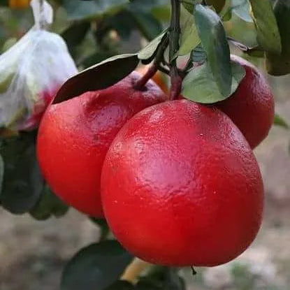 Buy Pomelo Red "Grafted" (Citrus Maxima) - Plant Online at Lalitenterprise