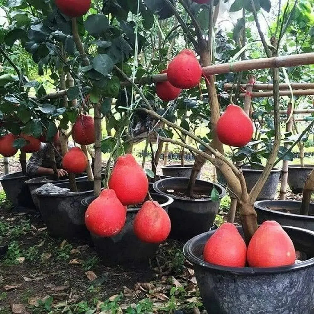 Buy Pomelo Red "Grafted" (Citrus Maxima) - Plant Online at Lalitenterprise
