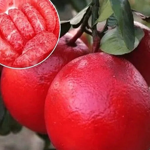 Buy Pomelo Red "Grafted" (Citrus Maxima) - Plant Online at Lalitenterprise
