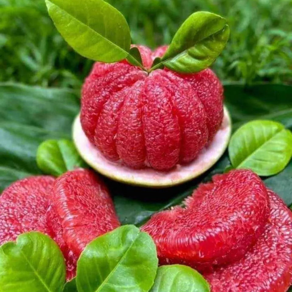 Buy Pomelo Red "Grafted" (Citrus Maxima) - Plant Online at Lalitenterprise