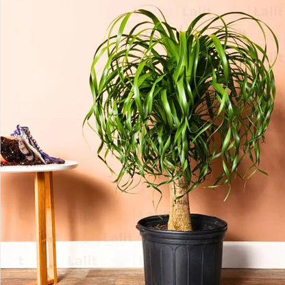 gardenersdream ponytail palm beaucarnea nolina tall Ponytail Palm (Beaucarnea Recurvata) Nolina Palm