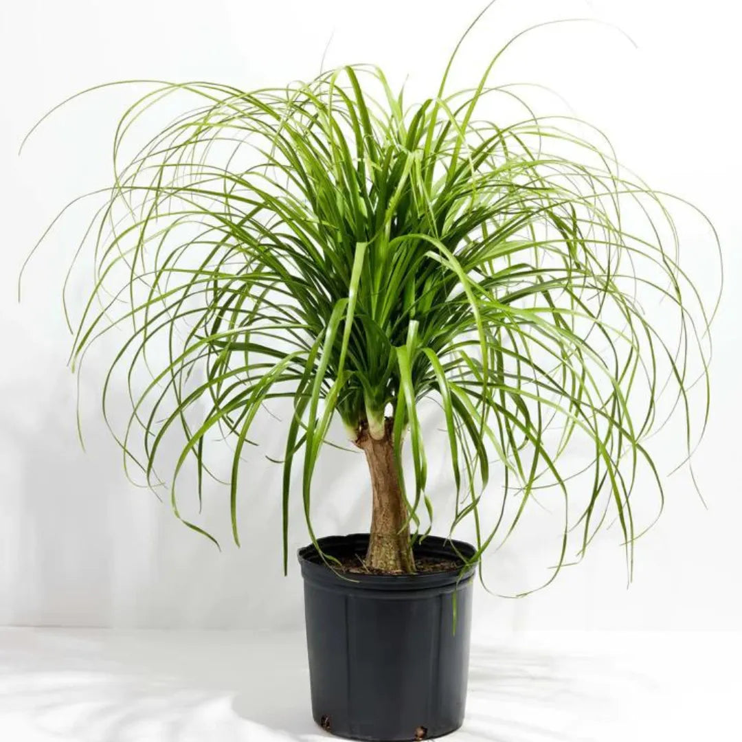 buy ponytail palm online Ponytail Palm (Beaucarnea Recurvata) Nolina Palm